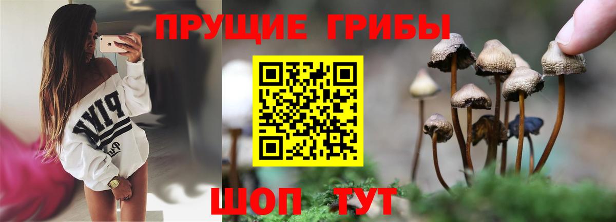 Галлюциногенные грибы Psilocybe Надым